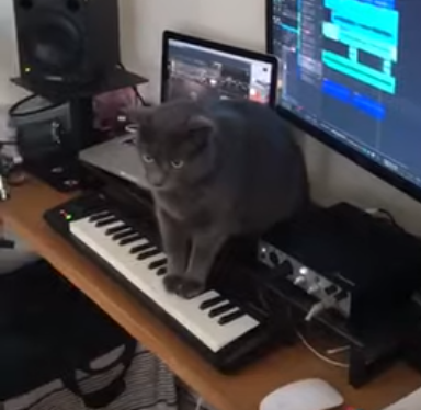 Cat_Interrupts_Owner .png